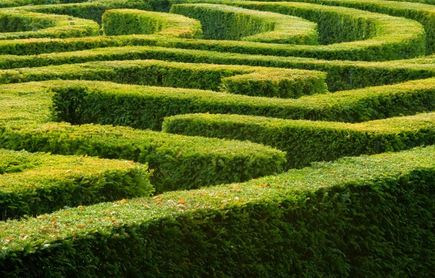 The maze